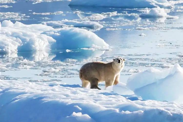 พบกลุ่มหมีขั้วโลกแปลกแยกในกรีนแลนด์
